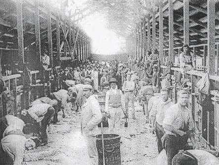 'Tarwong' woolshed, photographed in 1898